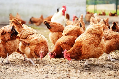 Chickens Inghams