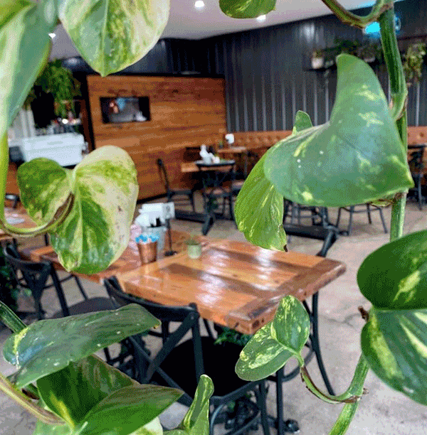 Keen for green? Lush Greenery artificial plants