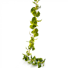 LUSH Greenery - Vines & Plants