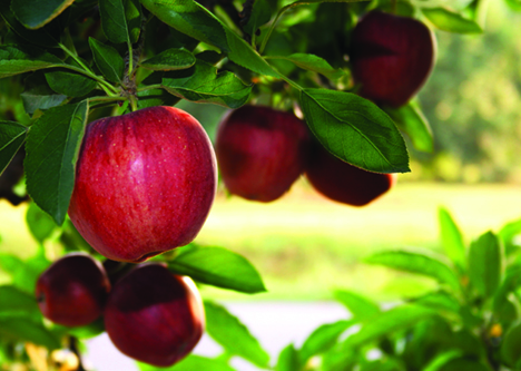 Riviana Canned Fruit