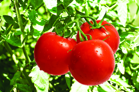 Riviana Tomatoes