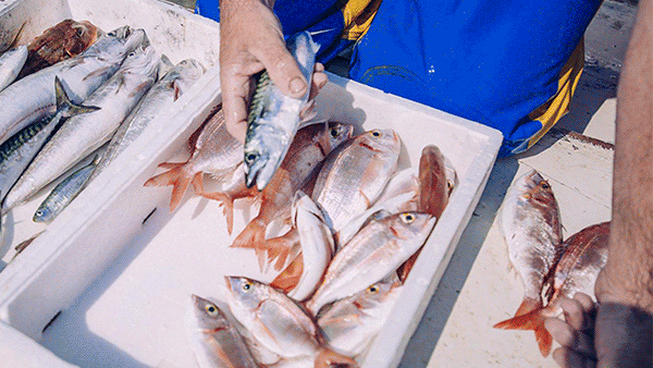 https://www.hospitalitydirectory.com.au/images/industry_news_images/2023/November/Seafood.gif