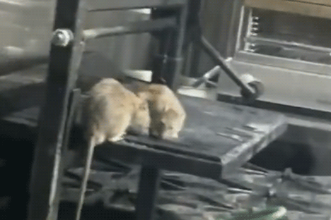 https://www.hospitalitydirectory.com.au/images/industry_news_images/2025/10_October/Rats.gif